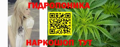 крисы Шебекино